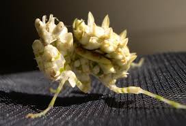 Image result for Entada wahlbergii