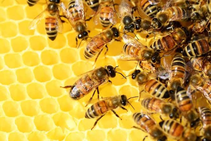 Honeycomb