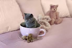 ‪Teacup Cats: Appearance & Health Problems | zooplus magazine‬‏
