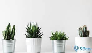 Kaktus mini untuk meja — hiasan untuk meja mungkin disepelekan bagi beberapa orang. 9 Jenis Kaktus Yang Cantik Untuk Dekorasi Cocok Disimpan Di Ruangan