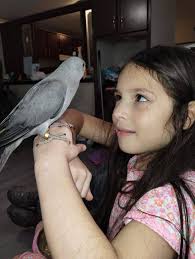 If anyone has seen Mami please let me know. She's a chocolate brindle  frenchie. She took off this evening. Off OSR.