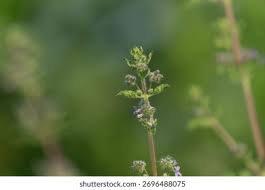 Image result for Mesosphaerum