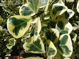 Image result for Ficus natalensis