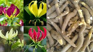 Image result for Gloriosa superba