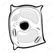 Different types of cell have cell walls made up of different materials; Plant Cell Structure Black And White Line Icon Vector Illustration Royalty Free Cliparts Vectors And Stock Illustration Image 96616366