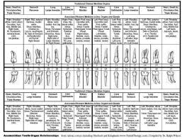 Tooth And Organ Chart Tooth Chart Tcm Chinese Meridian Tooth