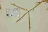 Image result for Cynodon incompletus