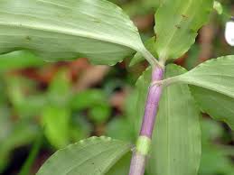 Image result for Aneilema