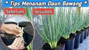 Di vidio ini saya menanam daun bawang atau bawang daun dari pasar, sebelum ditanam bagian akar direndam dulu dengan air agar akarnya bisa segar kembali. Resep Menanam Daun Bawang Anti Busuk Youtube