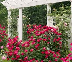Knock out roses are known for their easy care, extended blooming season with repeat flowering, and increased disease resistance when compared to traditional tea roses. Rose Double Knock Out Shrub Rose Sugar Creek Gardens
