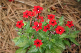 Image result for Otomeria