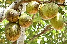Right from jackfruit to mango and nutmeg to bread fruit tree, a number of plants have been grafted at sharma's plantation. Jackfruit Wikipedia