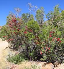 Image result for Schotia afra