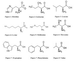 Difference Between Essential And Nonessential Amino Acids