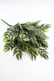 Image result for Smilax