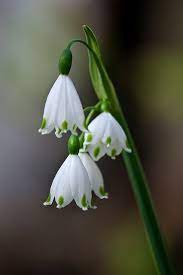 Pin On January Birth Flowers Red Carnation And White Snowdrop