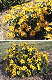 Buy your heliopsis tuscan sun & many other new sun & shade perennials at wholesale prices backed by our amazing triple guarantee! Tuscan Sun Heliopsis In Hortscience Volume 43 Issue 3 2008