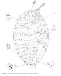 Image result for Teramnus micans