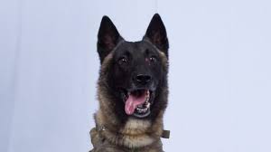 Belgian malinois puppies and dogs. What Makes Belgian Malinois The Dog That Chased Al Baghdadi To Death Special