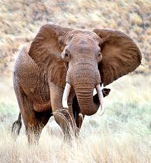 Image result for Odontosoria africana