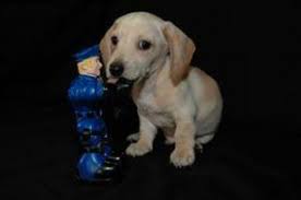 Short Hair American Cream Dachshund Dachshund Puppy Miniature Dachshund Puppies For Sale Dachshund Puppies