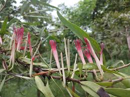 Image result for Tapinanthus oleifolius