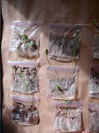 Shop with afterpay on eligible items. How To Grow Beans In A Bag
