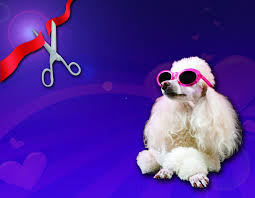 We did not find results for: Posh Pets Spain Home Facebook