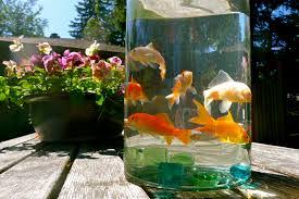 15 Cara Memelihara Ikan Hias Dalam Toples Dengan Benar Arenahewan Com