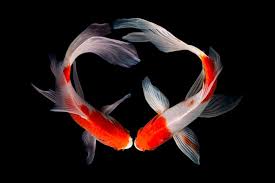Koi have barbels on either side of their mouths. Goldfish And Koi Breeding Together Truth Or Tale