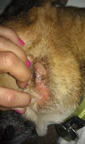 Cleaning a wound that bleeds excessively will just make the wound bleed more, so don't try to clean it. Open Wound On Dog S Neck That Won T Heal Organic Pet Digest