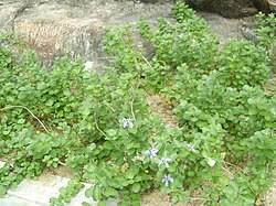 Image result for Vitex obovata