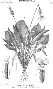 Image result for Hydrocharitaceae