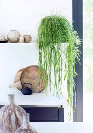 Image result for Rhipsalis