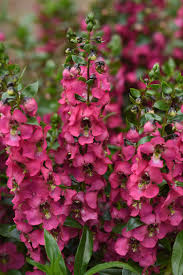 Angelonia Angustifolia Serenita Rose Muller Seeds