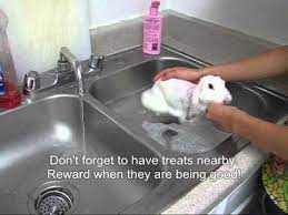 Even a blanket or towel on the floor is ok. Pin On Jb S Rabbit