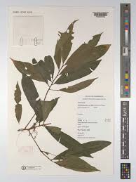 Image result for Rhabdophyllum welwitschii