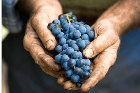 Emilia wine nasce con l'obiettivo di esaltare e custodire le uve del territorio reggiano e le sue. Emilia Romagna Caravaggio Wines