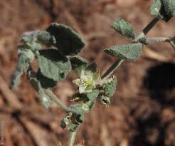 Image result for Glinus lotoides