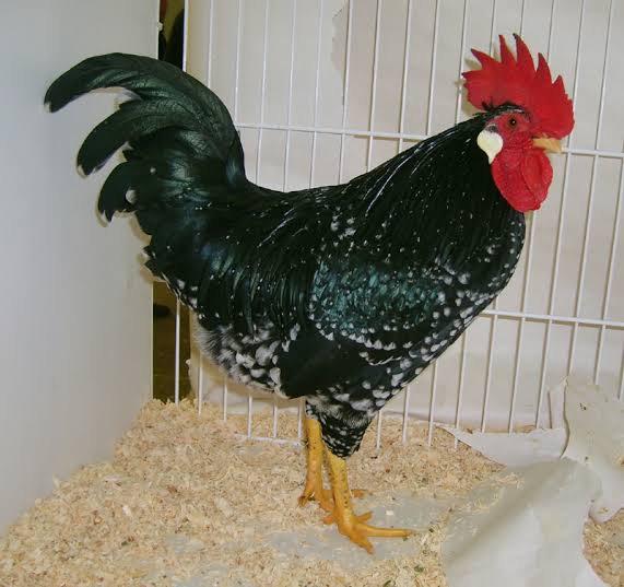Ancona Chicken Size For Sale | Breed | Eggs | Characteristics
