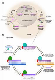 Tripadvisor has 2,507 reviews of pirna hotels, attractions, and restaurants pirna tourism: Ijms Free Full Text Pirnas In Gastric Cancer A New Approach Towards Translational Research Html