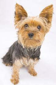 How can i tell if my dog had a stroke? that is a question some owners ask when their dog displays some classic symptoms associated with strokes in the following signs could be indicators that your dog has had a stroke. Brain Tumor Or Cancer For Dogs Vetlexicon Canis From Vetstream Definitive Veterinary Intelligence