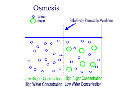 Osmosis is a simple natural process that occurs all around and inside us, and it's one of the most vital processes for our survival. 11 Examples Of Osmosis In Real Life Studiousguy