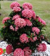 Image result for Ixora fastigiata