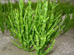 Image result for Salicornia perrieri