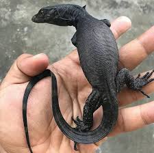 The lizard and monitor collection includes savannah monitors, tegus, skinks, water monitors and geckos. Black Dragon Lampung 9gag