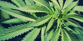 #weed #weed wallpaper #marijuana #cannabis #outdoor cannabis #sky. Supreme Weed Wallpapers Top Free Supreme Weed Backgrounds Wallpaperaccess