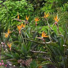 Strelitzia Or Bird Of Paradise Flower Planting Plantingdesign Plantingflowers Plantingideas V Birds Of Paradise Flower Garden Border Plants Border Plants