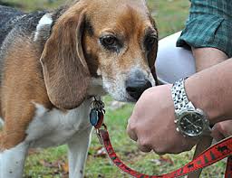 Dog Stomach Probelms Symptoms Of Canine Inflammatory Bowel Disease