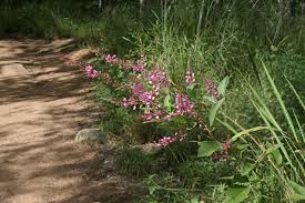 Image result for Pseudarthria